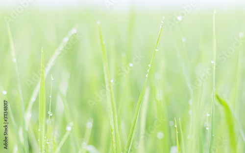 Water droplets on the green rice leaves and blur bokeh background
