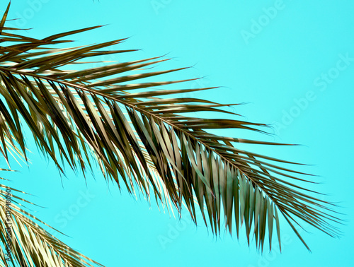 Tropical green palm leaf branches on blue background. Minimal concept. Top view. Copy space.