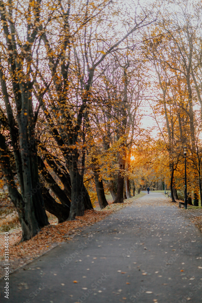 Obraz premium Naszywka w parku o zachodzie słońca jesienią