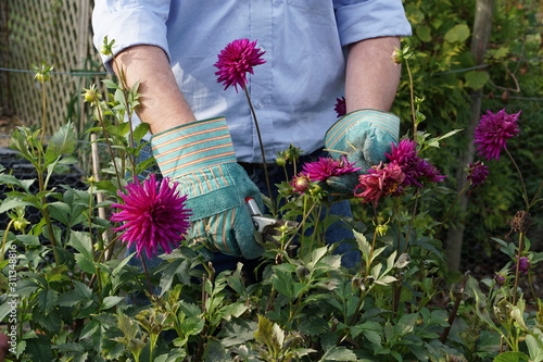 Deadheading dahlias photo