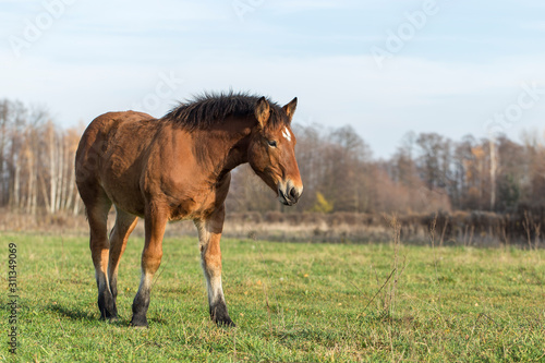 Red horse in the pasture. Horse grazing grass on pasture at autumn countryside. Brown horse standing in beautiful autumn nature.