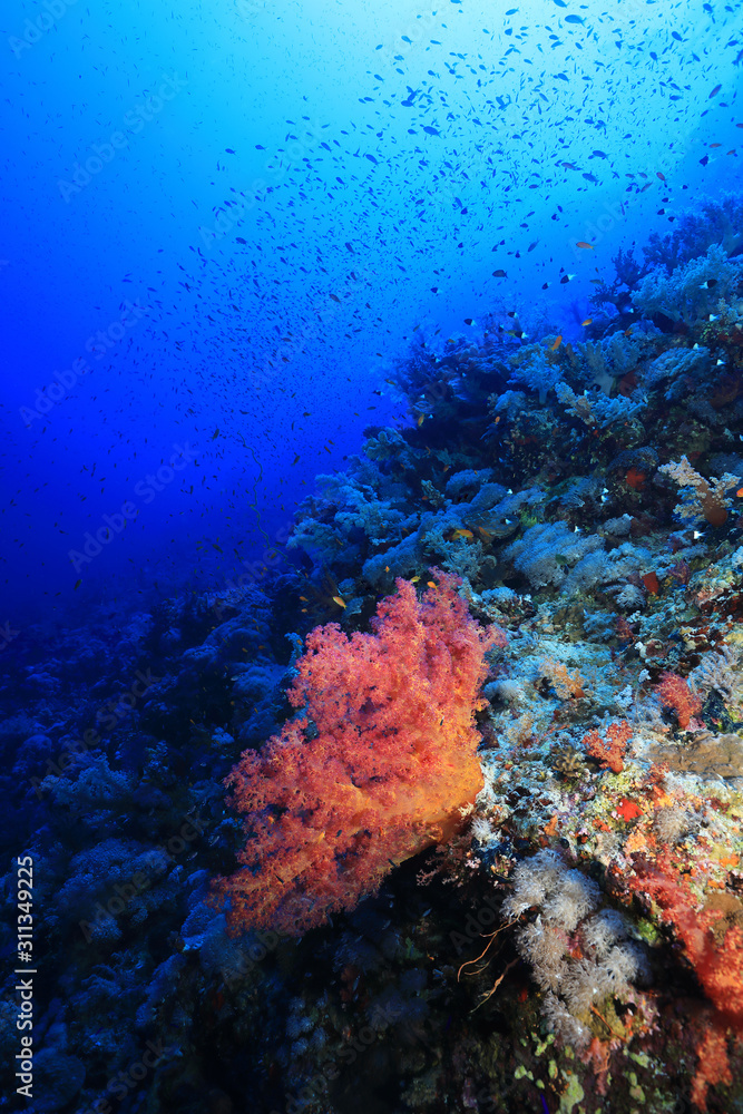 Beautiful soft corals on Daedalus reef
