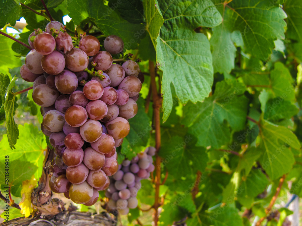 Wine grapes in British Columbia, Canada