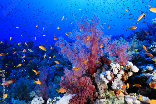 Fototapeta Naklejka Na Ścianę i Meble -  Beautiful soft corals on Elphinstone reef