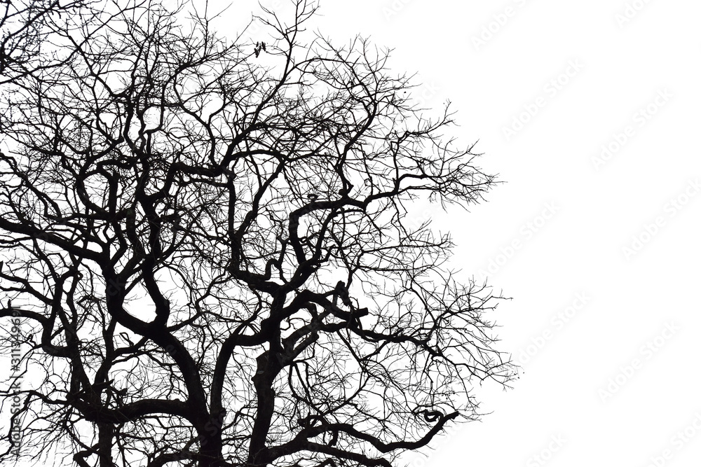 Silhouette of a leafless tree isolated on white background.