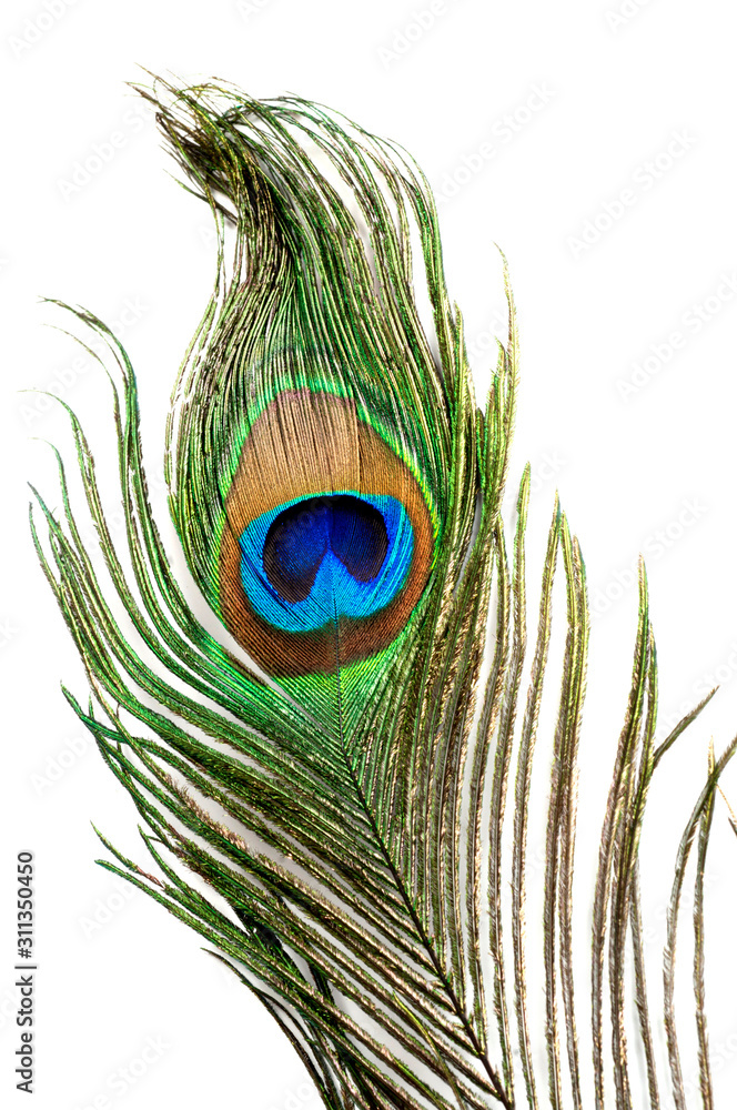 Fototapeta premium peacock feather eye
