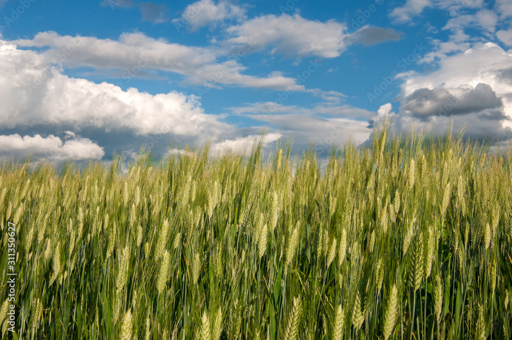 Green wheat plants under blue cloudy sky Green wheat plants under blue cloudy sky