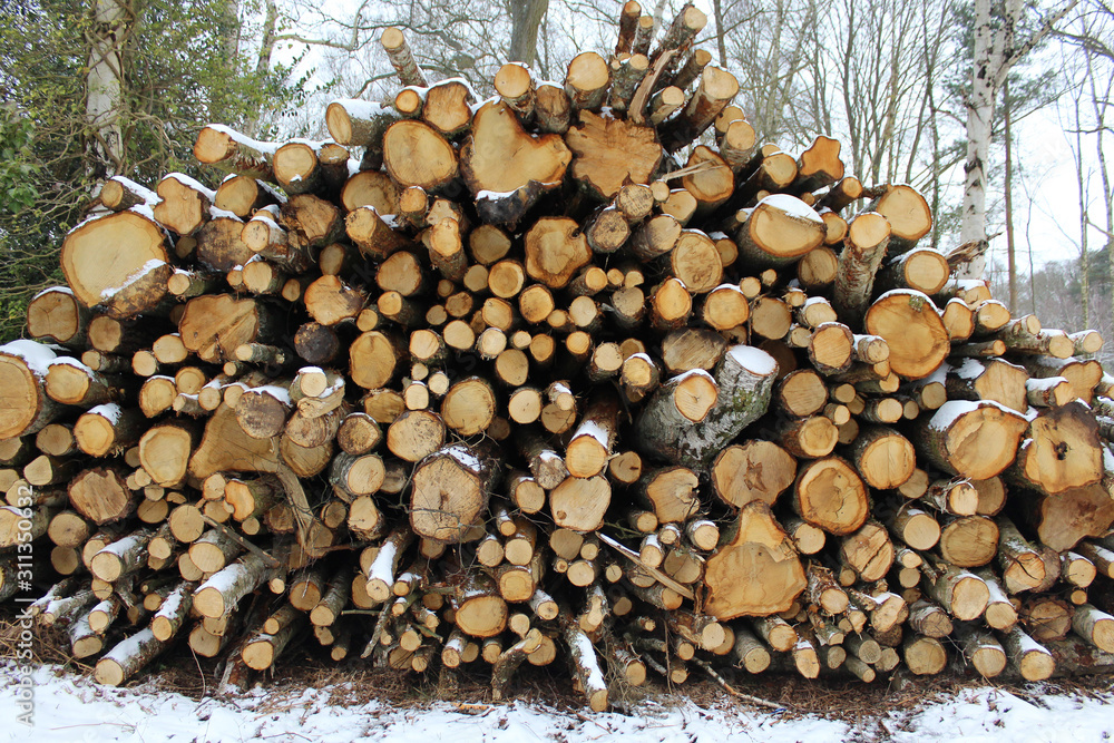 pile of logs in winter