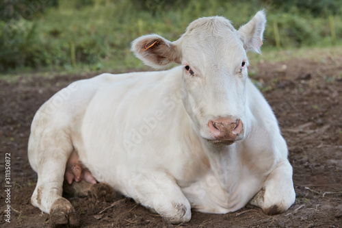 White cow resting in the meadow