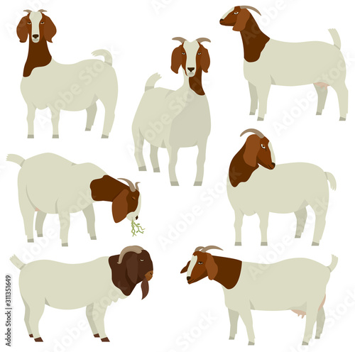 Farming today White & Brown Boer goats Vector illustration Isolated objects