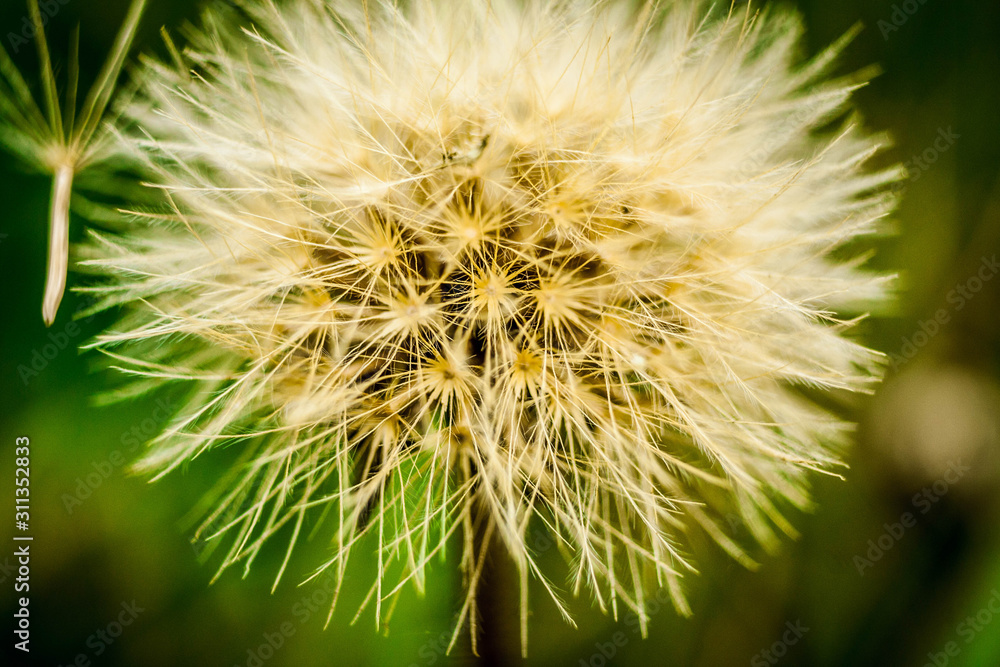 dandelion dandelion