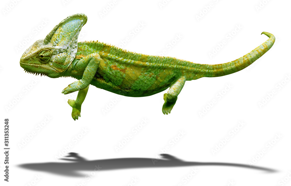 Colorful chameleon closeup isolated on white with shadow Colorful chameleon closeup isolated on white with shadow
