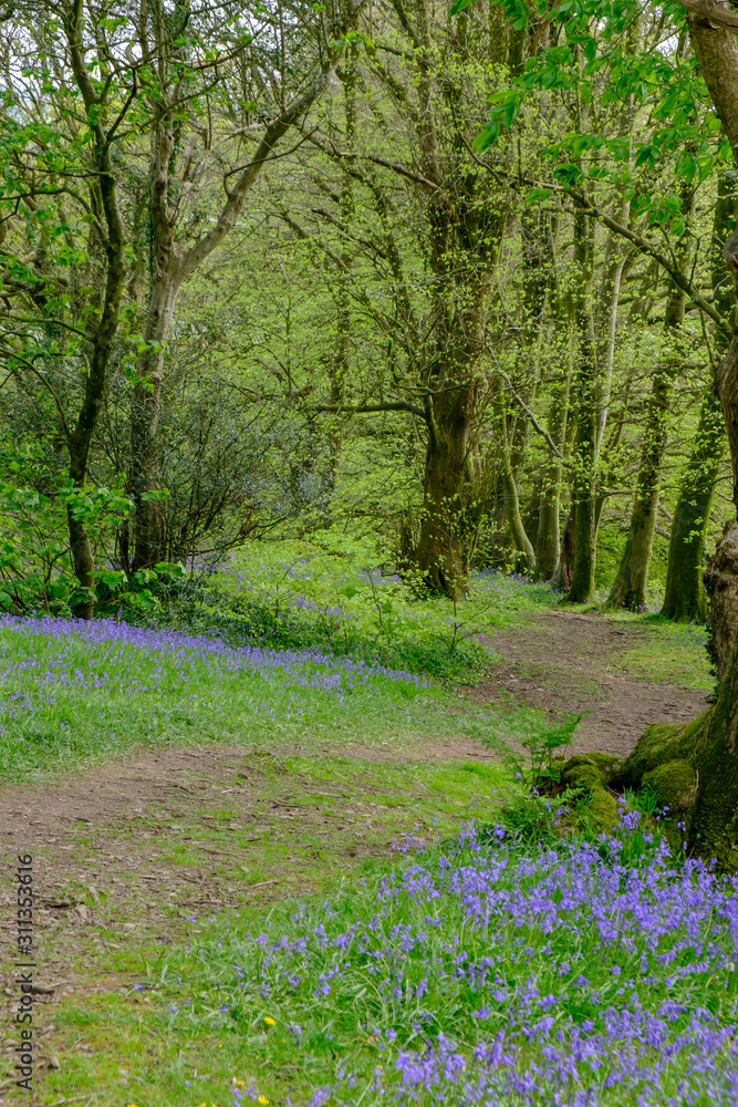 Bluebells at Greencastle Wood Carmarthen Carmarthenshire Wales Bluebells at Greencastle Wood Carmarthen Carmarthenshire Wales