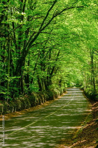 Country road through Spitchwick Woods Spitchwick Dartmoor Devon England