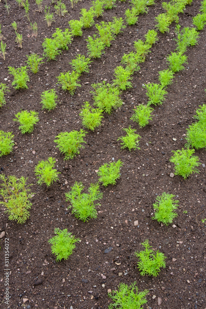 Various young plants, planted out in neat rows Various young plants, planted out in neat rows