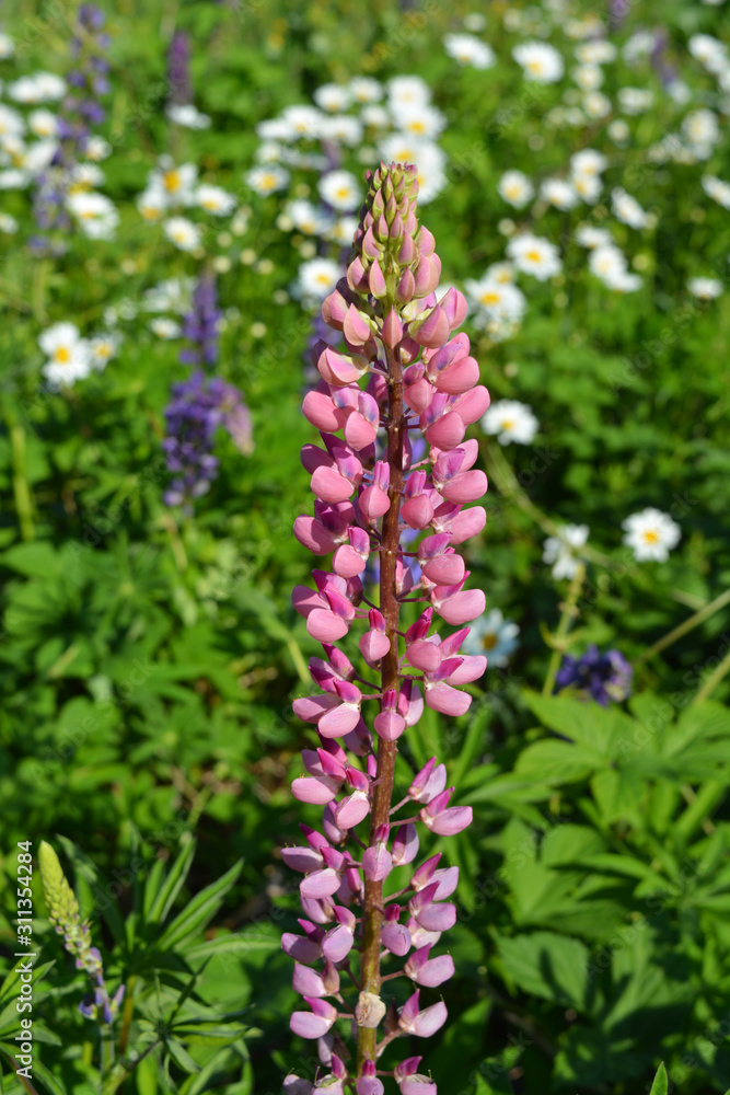 Pink lupin on the background of flowering field in summer sunny day. Pink lupin on the background of flowering field in summer sunny day.