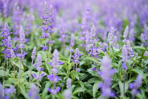 Blue salvia purple flowers in the garden