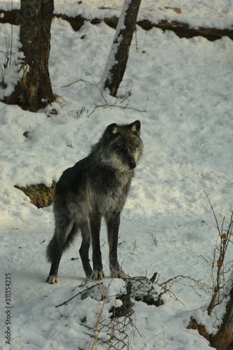 Timber Wolf © Carol Hamilton