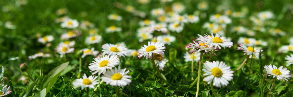 Banner 3:1. Close-up daisy (chamomile) flowers field. Spring background. Copy space. Soft focus Banner 3:1. Close-up daisy (chamomile) flowers field. Spring background. Copy space. Soft focus