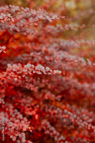 bush branches of full of red leaves  red bush