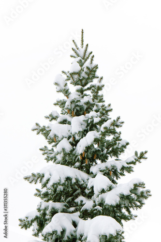 Green fluffy Christmas tree covered with snow white on a white background