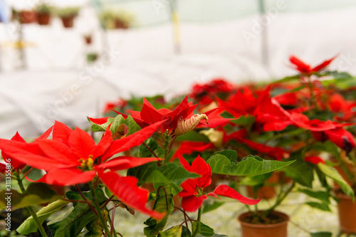 pots with red indoor flowers poinsettia