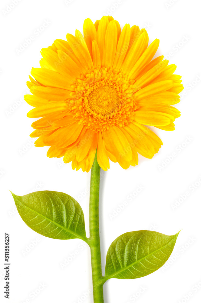 Obraz premium yellow gerbera flower