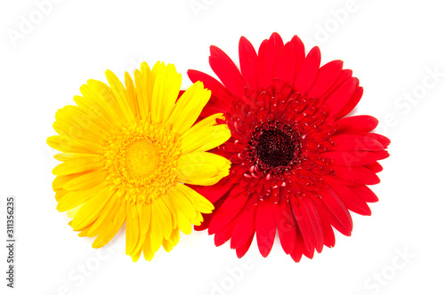 gerbera flowers