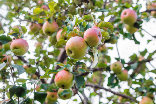 beautiful ripe apples on a tree branch in the sunlight. lots of fresh apples on the Apple tree