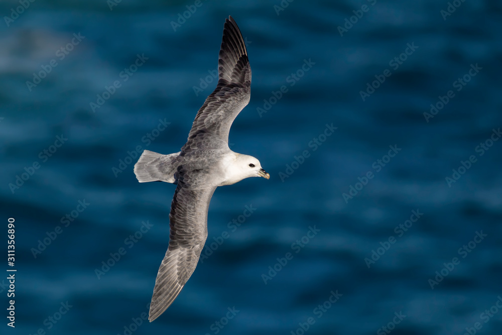 Fototapeta premium Petrel