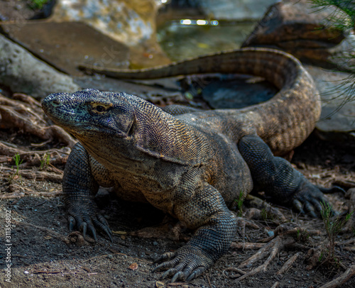 komodo dragon  indonesia endemic animal