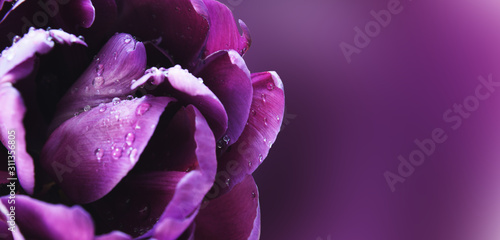 Papier peint Closeup of purple tulip flower