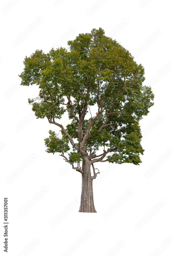 Obraz premium Drzewa na białym tle, tropikalne drzewa w Azji.