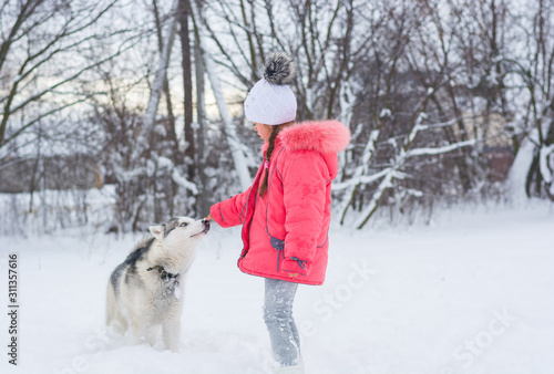Little girl playing with a Siberian husky breed dog in the winter in the snow