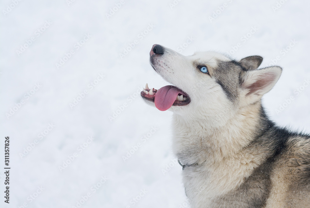 A dog of Siberian husky breed with open mouth in the snow