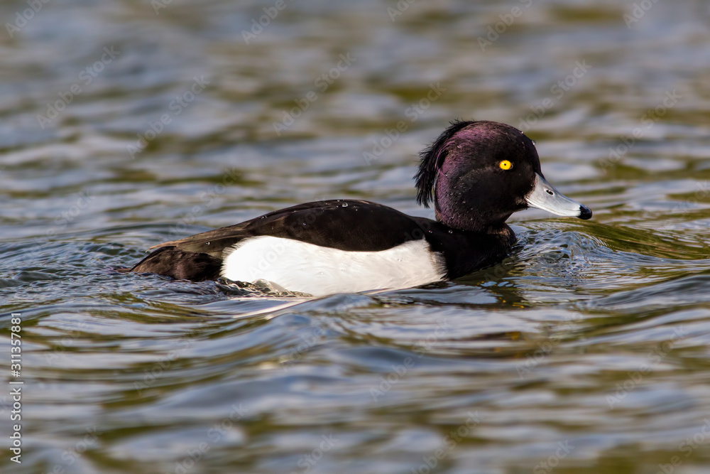 Fototapeta premium Tufted duck in the water