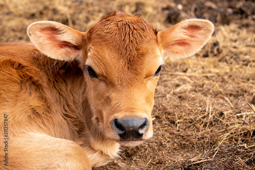 Leinwand Poster a close up of a calf