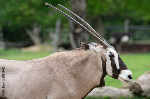 Orxy starring has antler chipping standing in zoo