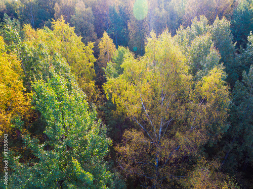 Drone view of the mixed forest in sunny autumn day, Toksovo, Leningrad Oblast, Russia