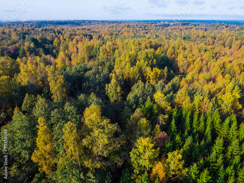 Fototapeta Naklejka Na Ścianę i Meble -  Drone view of the mixed forest in sunny autumn day, Toksovo, Leningrad Oblast, Russia