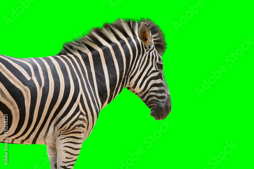 Zebra over greenscreen as wildlife background
