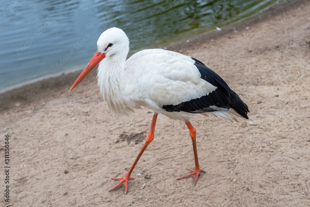 Close-up of white stork walking on sand Close-up of white stork walking on sand