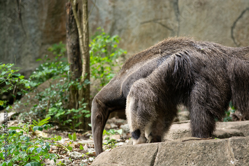 Giant Anteater (Myrmecophaga tridactyla) or suggests photograph when eating ants