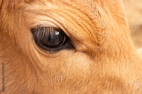 a close up of a calf's eye