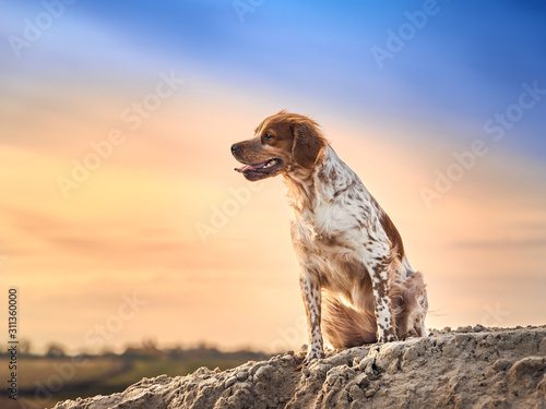 Portrait of a brittany spaniel
