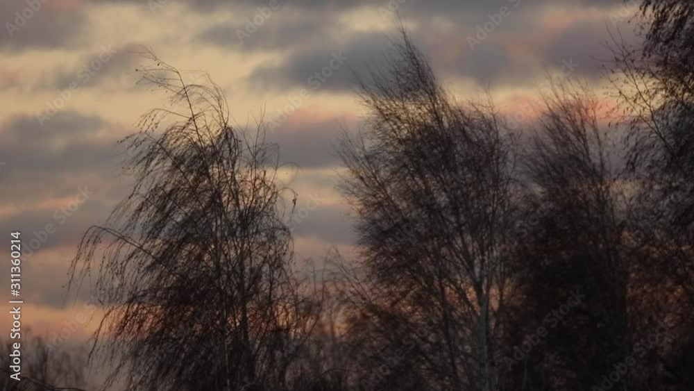 The wind blows on a tree branch at sunset. The wind blows on a tree branch at sunset.