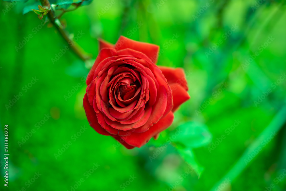 street rose street rose