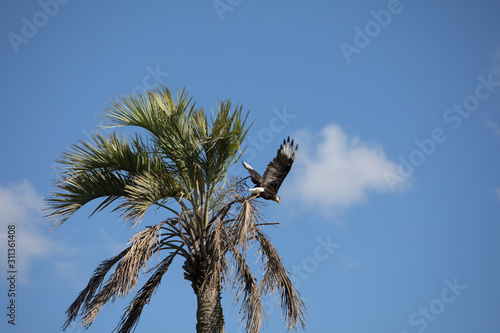 Caracara huppé sur un palmier