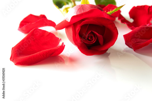 Fototapeta Naklejka Na Ścianę i Meble -  red rose isolated on white background , vaientine day