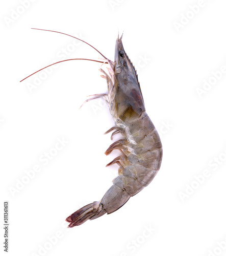 Fresh prawn (shrimp) on white